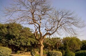 देहरादून में साल के 19 हजार पेड़ सूखने से हड़कंप, हॉपलो इन्फेक्शन बना वजह; केंद्र से कटान की अनुमति मांगी गई