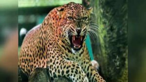 बागेश्वर के कांडा में मवेशी चराने गई महिला को गुलदार ने मार डाला, पति ने सुनी चीख, तब तक भाग गया हमलावर
